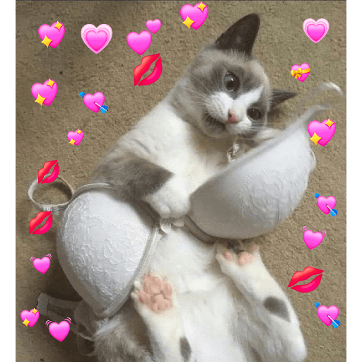 Gatos de amor  27