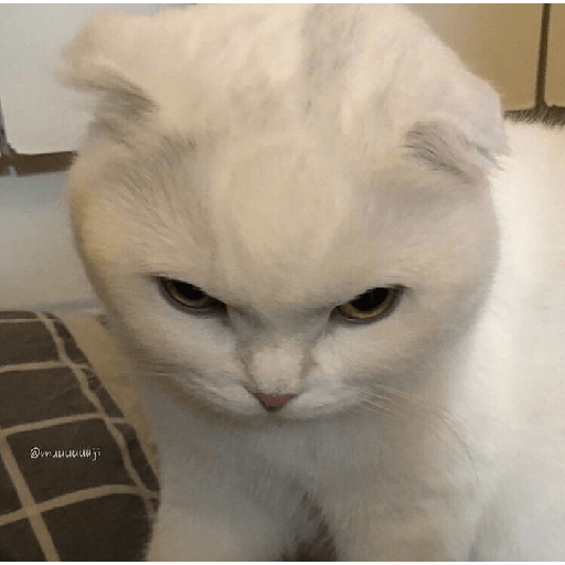 Gatinhos fofos  6