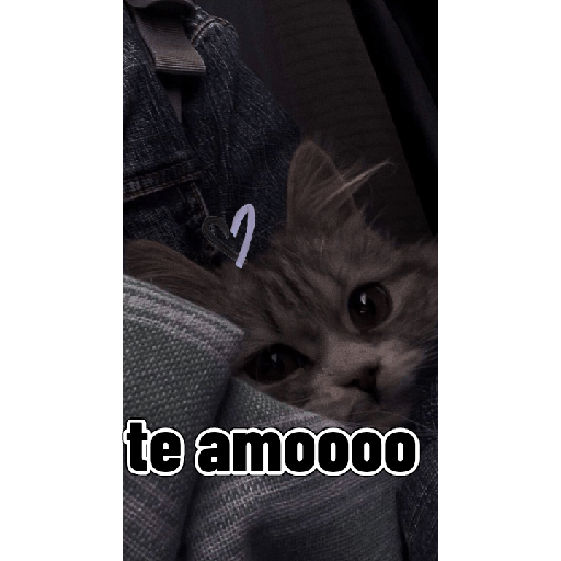 Gatitos tiernos 8
