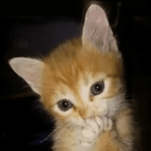 😾🐈 Gatitos 😹🐈 26