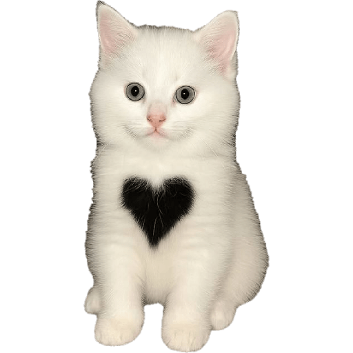 Gatos de amor  15