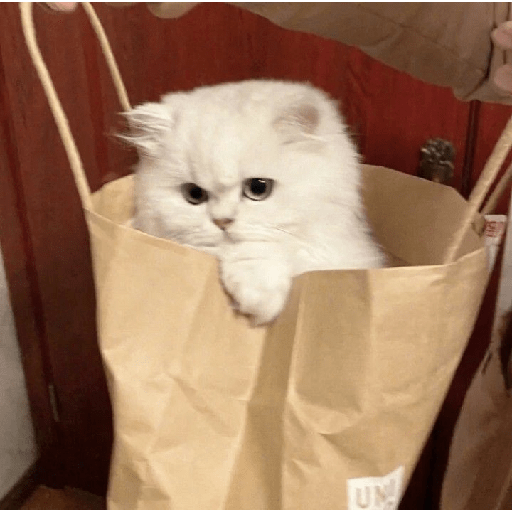 Gatinhos fofos  7