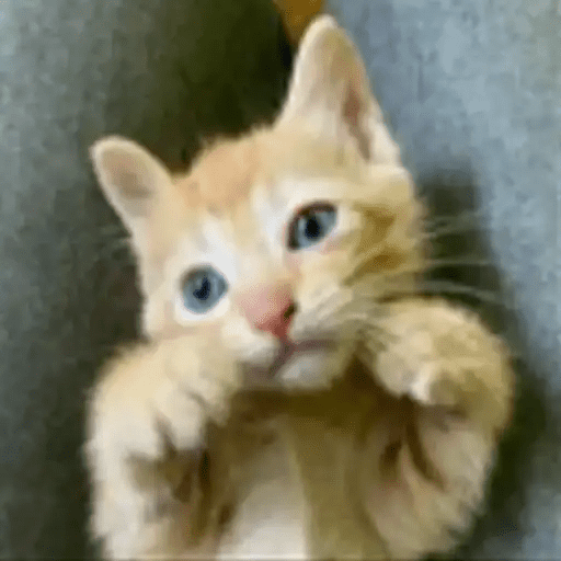 😾🐈 Gatitos 😹🐈 20