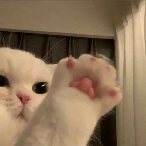 Gatinhos fofos  12