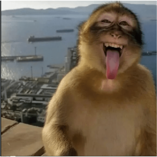 Multiverso dos macacos 1