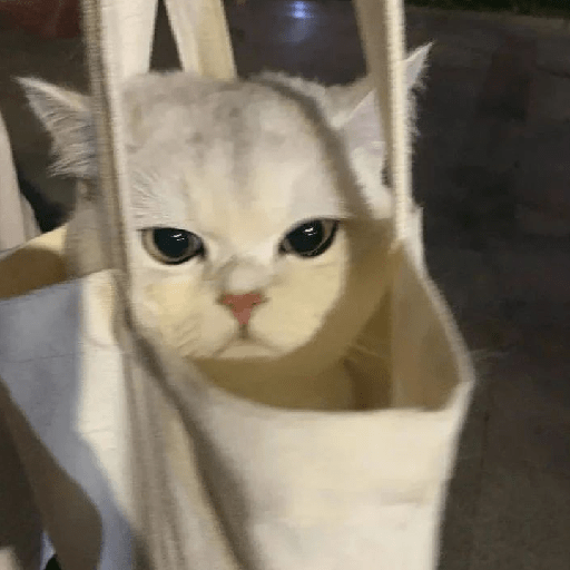 Gatinhos fofos  9