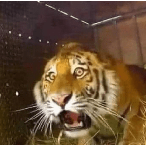 Tigre 8