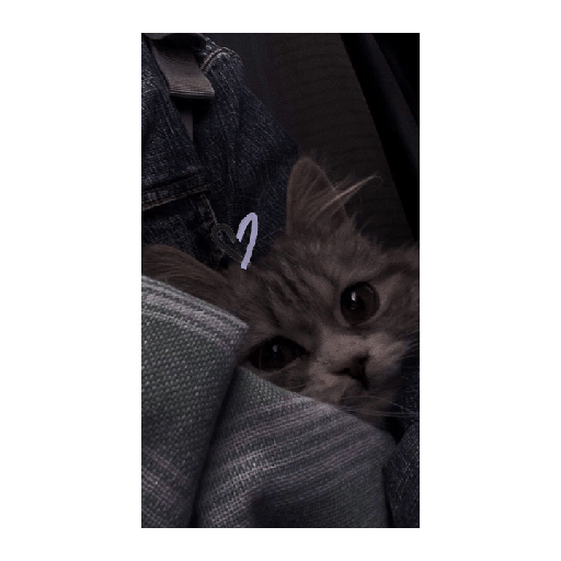 Gatitos tiernos 9