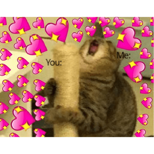 Gatos de amor  24