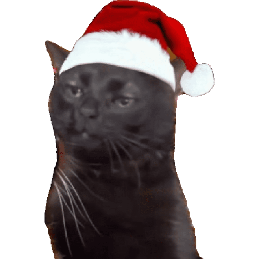 Natal & gatinhos ♥️ 12