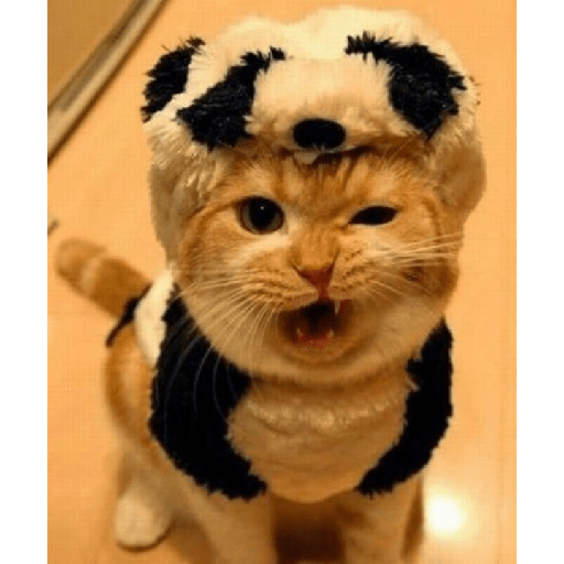Gatitos tiernos 14