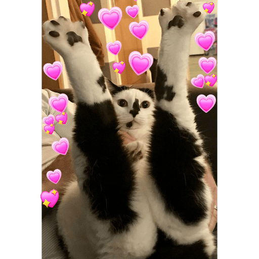 Gatos de amor  26