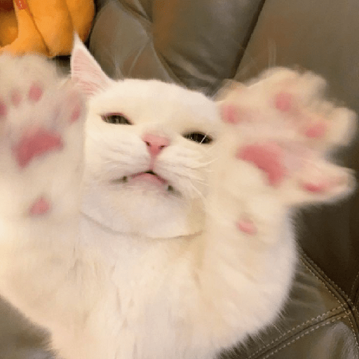 Gatinhos fofos  13