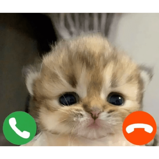 Kucing 11