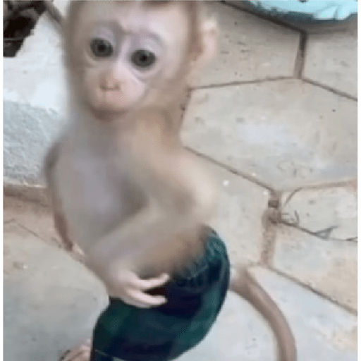 Multiverso dos macacos 7