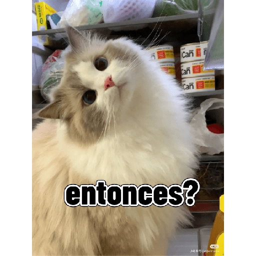 Gatitos tiernos 19