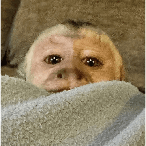 Monkey c 19
