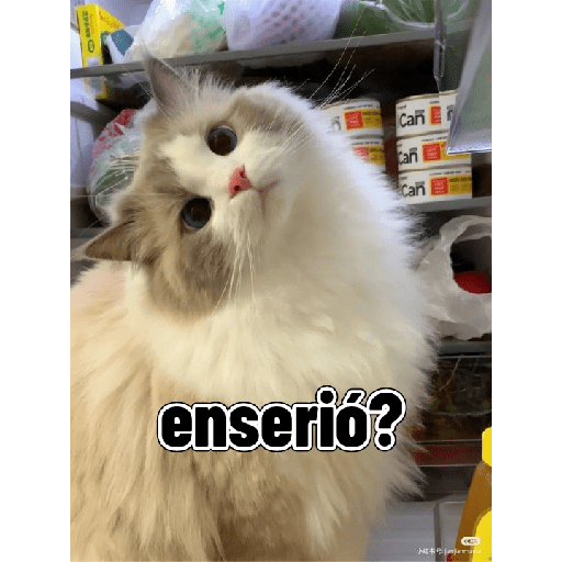 Gatitos tiernos 17