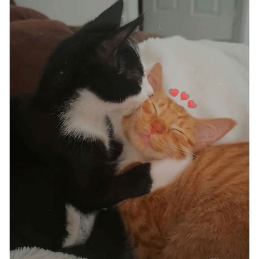 Gatos de amor  19