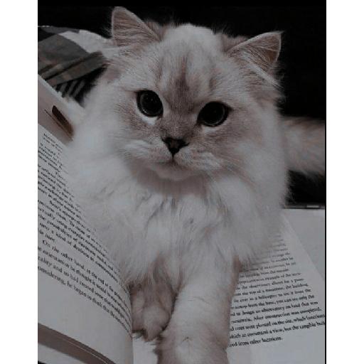 Gatitos tiernos 21