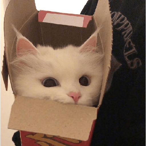 Gatinhos fofos  8