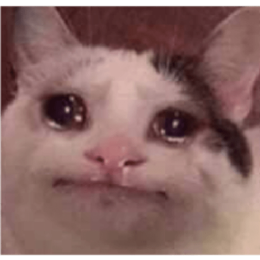 Michis tristes 😿 11
