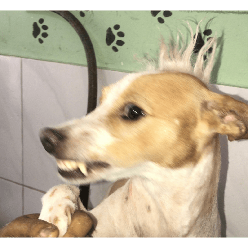 Aleatório (1) 4
