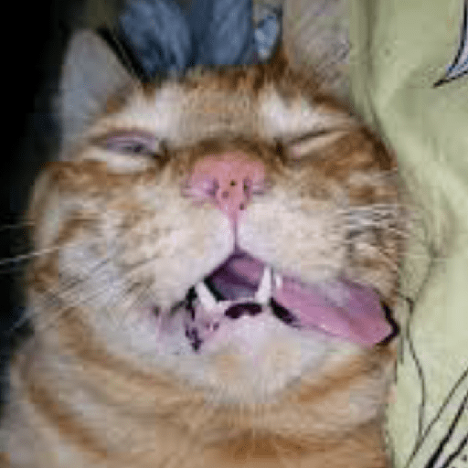 😾🐈 Gatitos 😹🐈 27