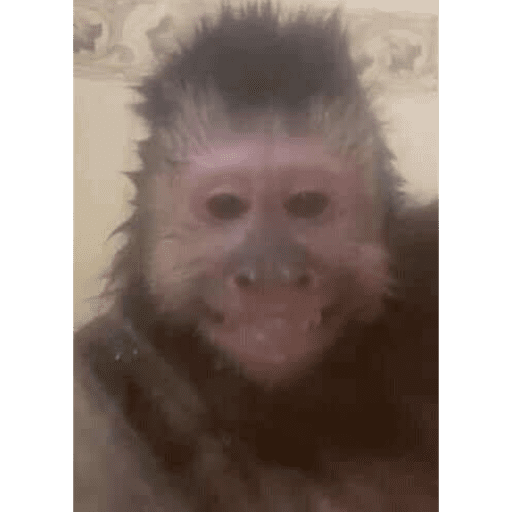Monos 7