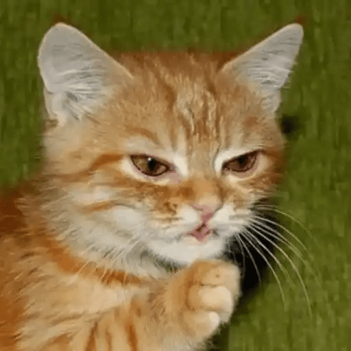 😾🐈 Gatitos 😹🐈 10