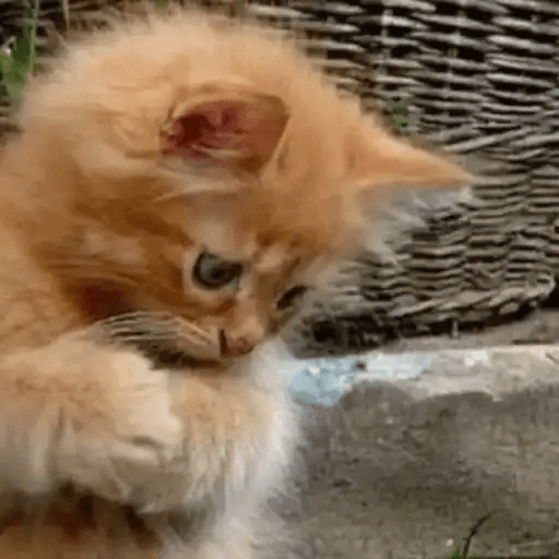 😾🐈 Gatitos 😹🐈 21
