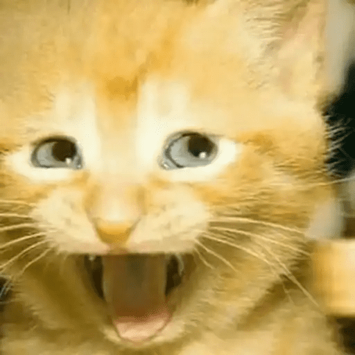 😾🐈 Gatitos 😹🐈 17