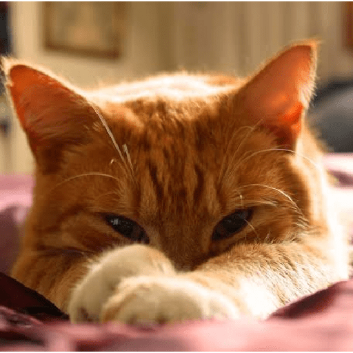Miau 2