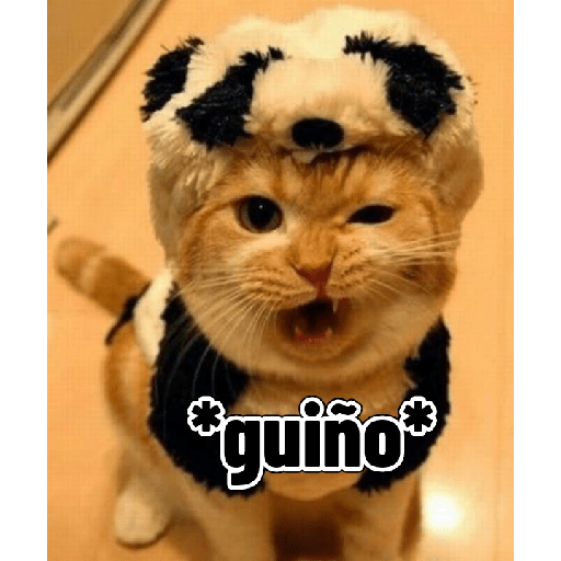 Gatitos tiernos 12