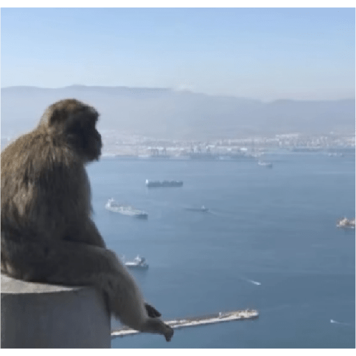 Multiverso dos macacos 8