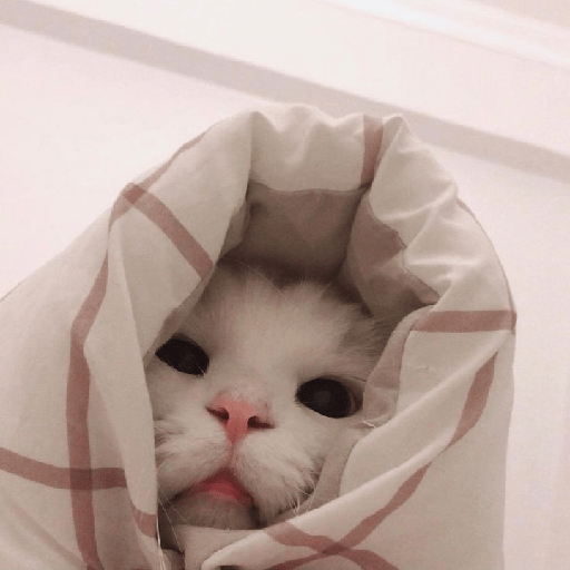 Gatinhos fofos  11