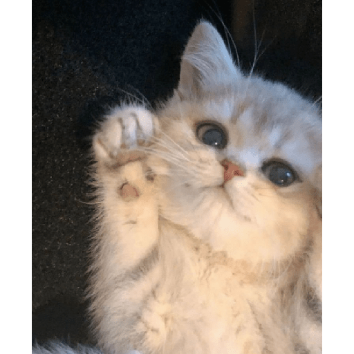 Gatitos tiernos 13