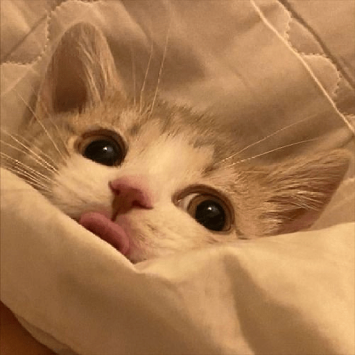 Gatinhos fofos  15