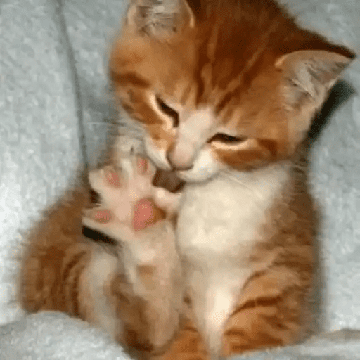 😾🐈 Gatitos 😹🐈 19
