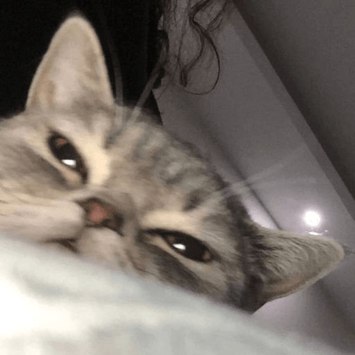Gatinhos fofos  2