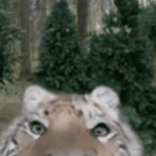 Tigre 6
