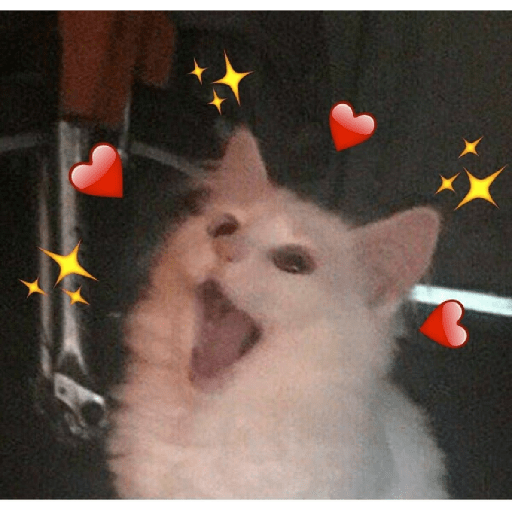 Gatos de amor  28