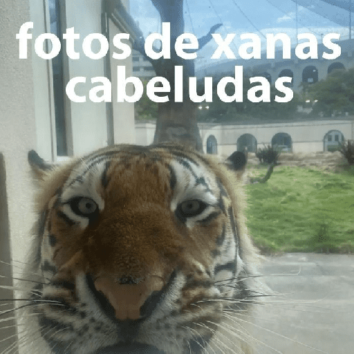 Tigre 5