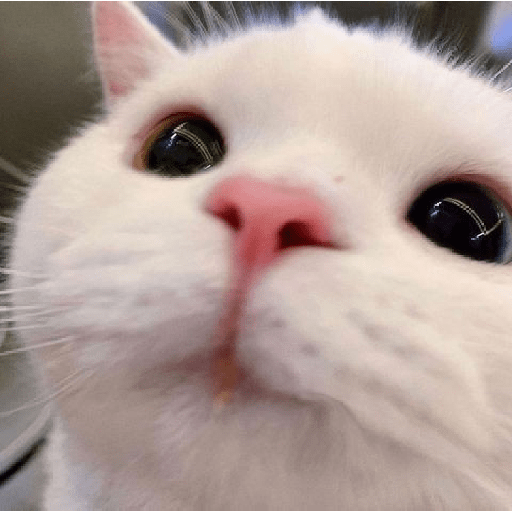 Gatinhos fofos  4