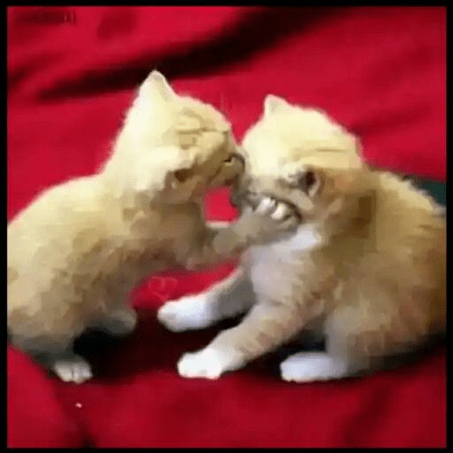 Gatos de amor  16