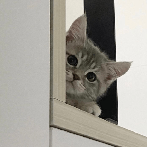Gatinhos fofos  5