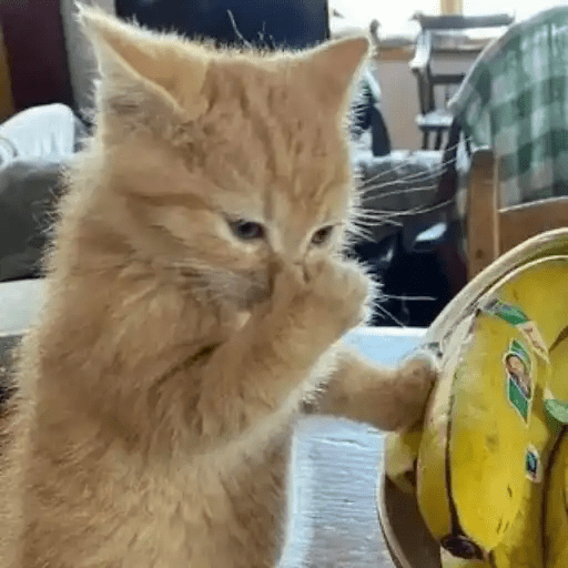 😾🐈 Gatitos 😹🐈 22