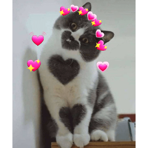 Gatitos tiernos 22