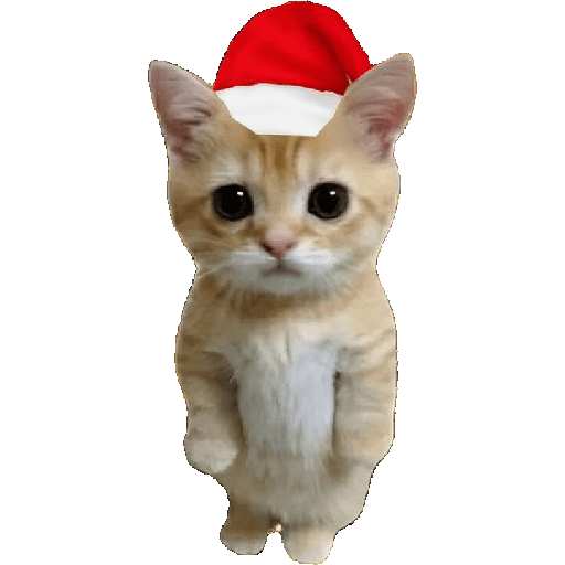 Natal & gatinhos ♥️ 10