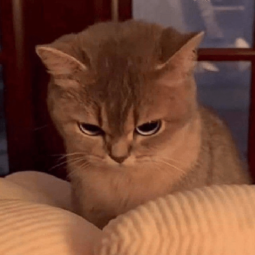 Gatinhos fofos  14